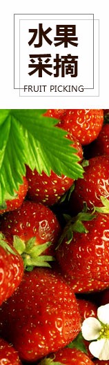 水果採摘